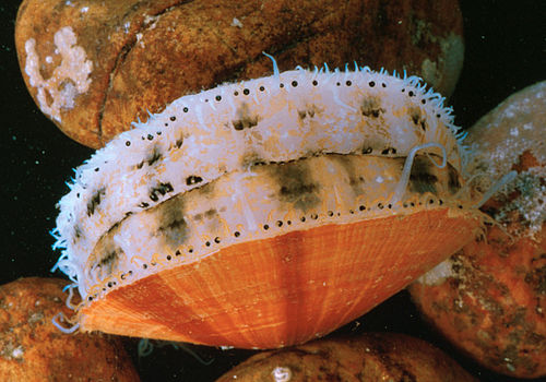 Atlantic sea scallop